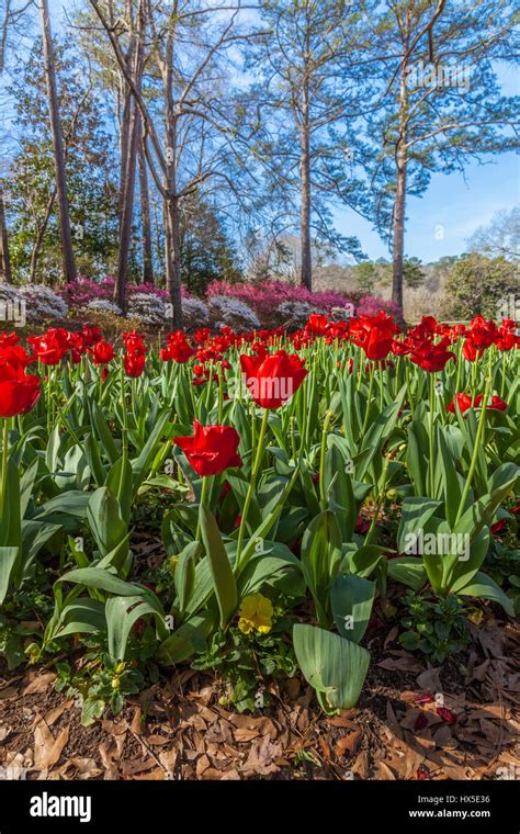 Callaway Gardens Plant Sale Schedule Bobbe Chloris