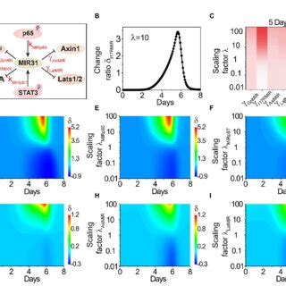 Dynamics Of The Number Of Proliferative Epithelial Cells A Double