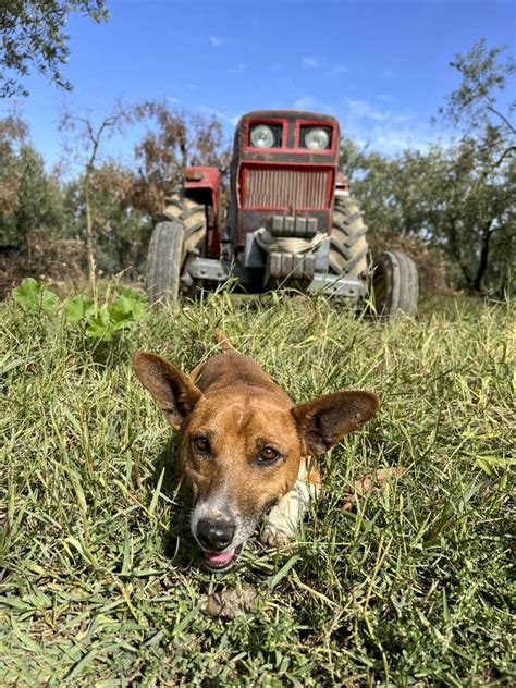 Perro Tendido En La Hierba En El Campo O En El Jard N Sobre Un Tractor