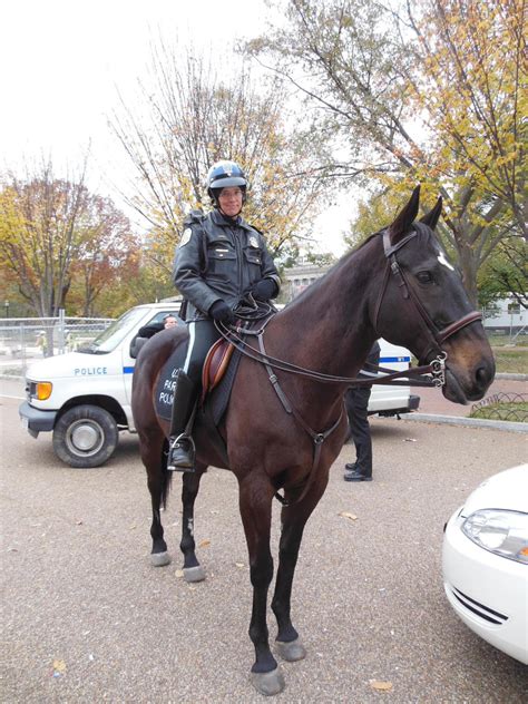 National Park Police Horse by rlkitterman on DeviantArt