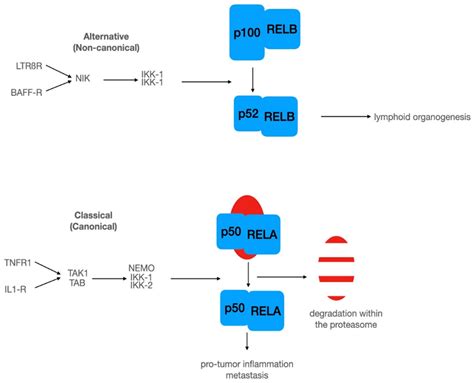 Biomedicines Free Full Text Targeting Nf κb Signaling In Cancer Stem Cells A Narrative Review