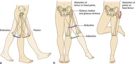 The Knee Hip Connection Muscles And Movement