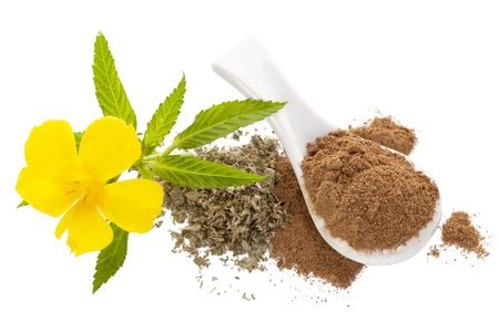 Damiana Leaf Extract - FoodWrite