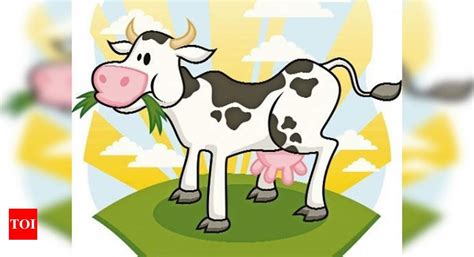 The cow diet - Times of India