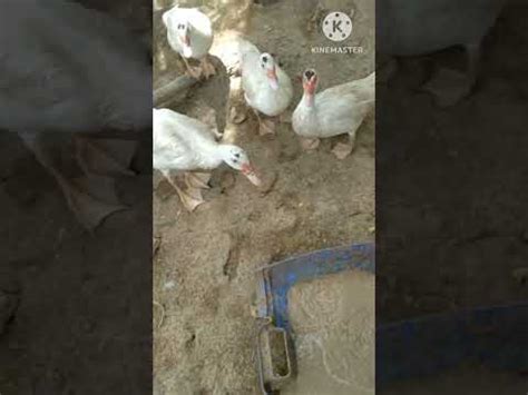 Pagpapakain Sa Mga Alagang Manok At Pato Youtube