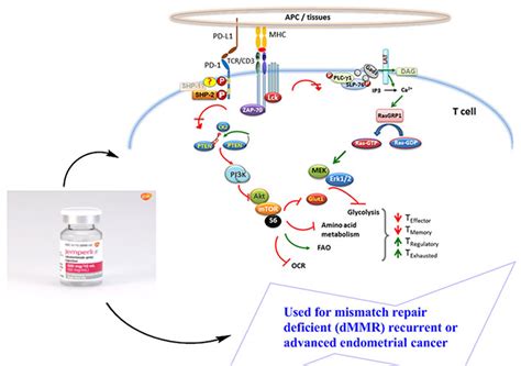 The Journey Of Dostarlimab A Successful Weapon For Cancer Treatment