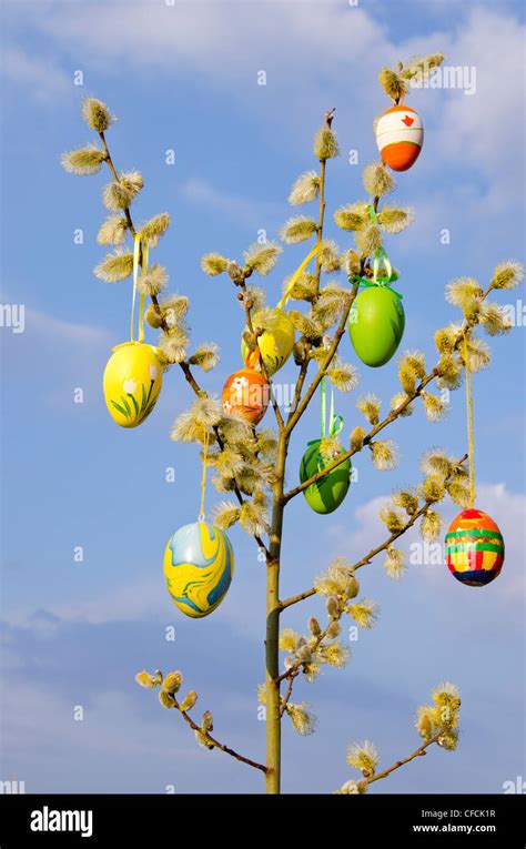 Easter Eggs And Pussy Willow On Branches Stock Photo Alamy