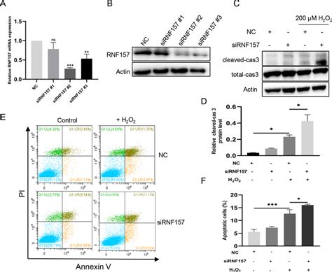 Rnf157 Knockdown Sensitives Hle B3 Cells To H 2 O 2 Induced Apoptosis