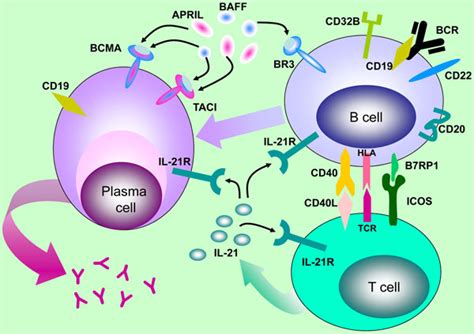 B Cell Antigens And Cytokines Targeted By Biologics In Clinical