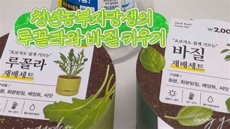 Vlog 다이소 재배세트로 루꼴라와 바질 키워보기 대작전👩🏻‍🌾 Youtube