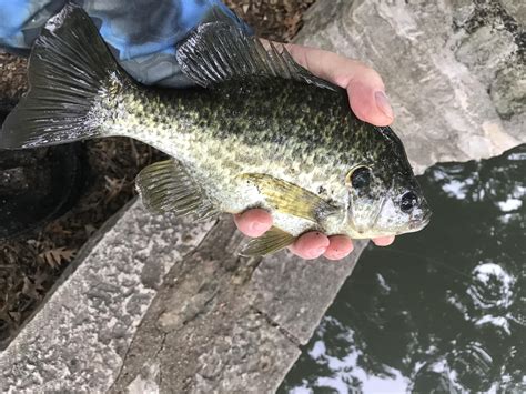 Fall Redear sunfish - Pan Fish - OzarkAnglers.Com Forum