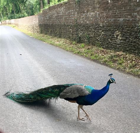 Peacocks From The Lulworth Estate Country Park Dorset