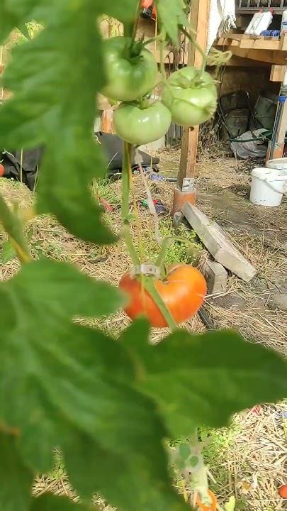 Томат Закат Алегени - YouTube