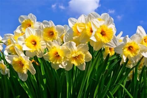 Cultivarea Narciselor Nelipsite Intr O Gradina Cu Flori De Primavara