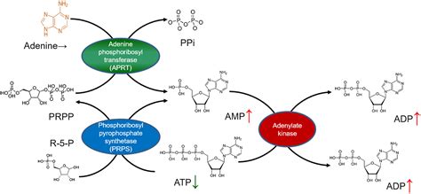 Modulation Of Adenine Phosphoribosyltransferase‐mediated Salvage