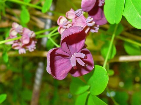 Plantfiles Pictures Akebia Species Chocolate Vine Five Leaf Akebia