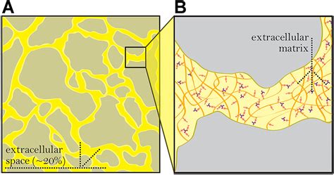 Exploring The Interstitial System In The Brain The Last Mile Of Drug