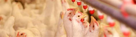БМВД для кур бройлеров купить оптом по низкой цене