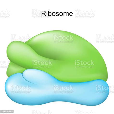 Ribosome Cell Organelle For Protein Synthesis Stock Illustration