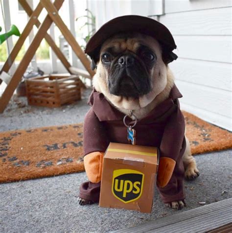 Wait a Minute, is This a Pug? Check Out Our 30 Favorite Pug Costumes ...