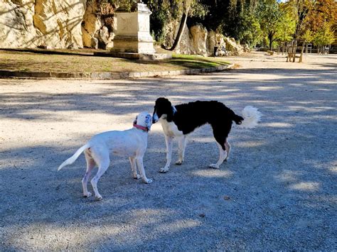 Elevage Du Joyau Des Bois Eleveur De Chiens Barzoi