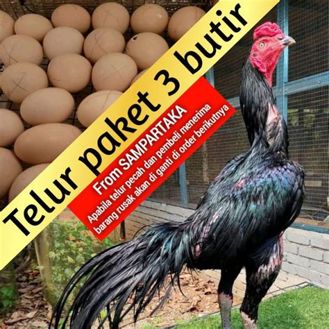 Jual Telur Fertil Ayam Bangkok Ekor Lidy Super Pakhoy Shopee Indonesia