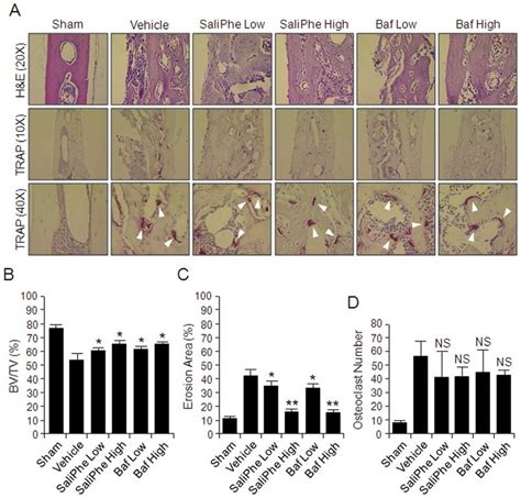 Saliphe And Bafilomycin Protect Against Wear Particle Induced