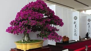 Flowering Bonsai trees - Bonsai Empire