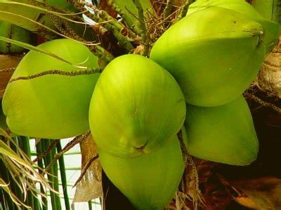 Jual Bibit Kelapa Berkualitas Bibittanaman Id