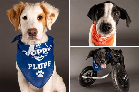 Puppy Bowl 2021 - Meet the adoptable dogs raising the woof at today’s ...