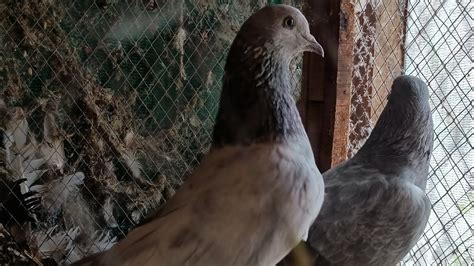 Saleti Kamagar Kabootar Pigeon Saleti Jora Saleti Pair Shok