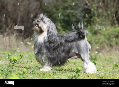 Dog Löwchen Petit Chien Lion Little Lion Adult Standard Profile Stock