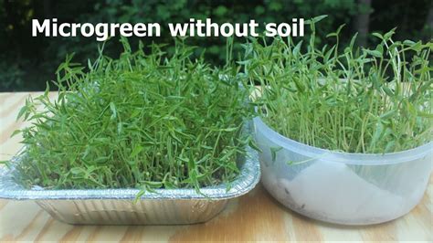 Indoor Microgreens Without Soil How To Grow Microgreens Indoors