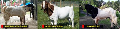 Jenis Jenis Kambing Fisiologi Dan Penjelasannya Riset