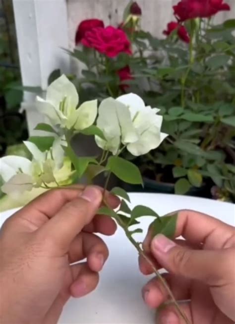 Plantas el increíble truco que tenés que conocer para reproducir la