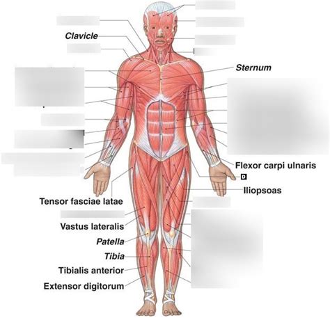 Muscle Diagram Part Diagram Quizlet