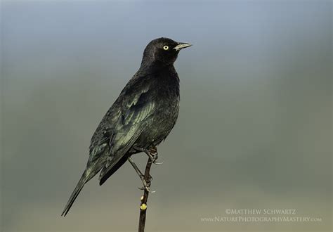 Brewers Blackbird Euphagus Cyanocephalus Male Nature Photography