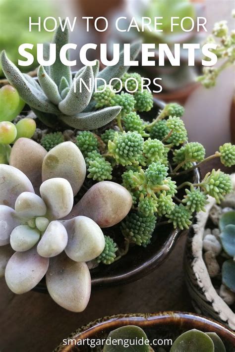 How To Care For Succulents Indoors Succulent Care Guide This Article Covers All You Need To