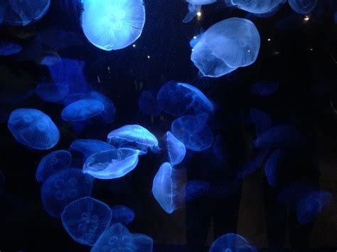 The Wonders and Quirks of the New England Aquarium – The Quad