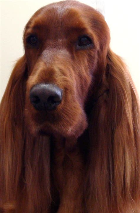 Photo Of The Week As At September Irish Setters Australia