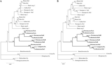 Identification Of Four Engrailed Genes In The Japanese Lamprey