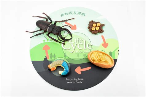 Beetle, Life Cycle of a Stag Beetle, 4 Stages, Museum Quality, Hand ...