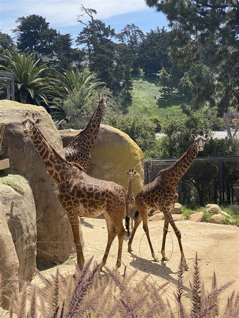 Its A Baby Boom Santa Barbara Zoo Announces Two New Giraffe