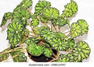 Begonia Rex Putz Royalty Free Images Stock Photos Pictures