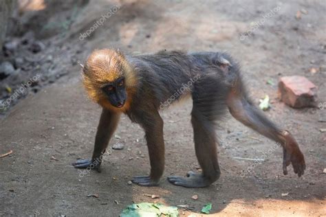 Mandrill monkey Stock Photo by ©Patryk_Kosmider 53360777