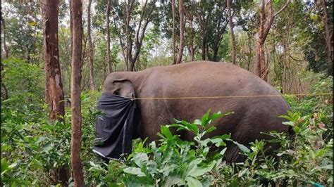 Kerala forest department finds 15 pellets in captured elephant Dhoni’s body | Latest News India ...