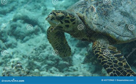 Tortoise stock photo. Image of underwater, tortoise, ocean - 43773960