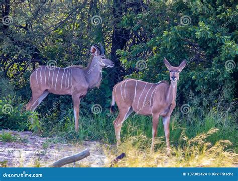 Kudu Male and Female at the Nxai Pan Nationalpark in Botswana Stock Photo - Image of ...