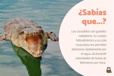 10 Curiosidades De Los Cocodrilos Atento