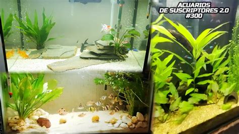 Pez Goldfish Pez Betta Pez Guppy Acuarios De Suscriptores